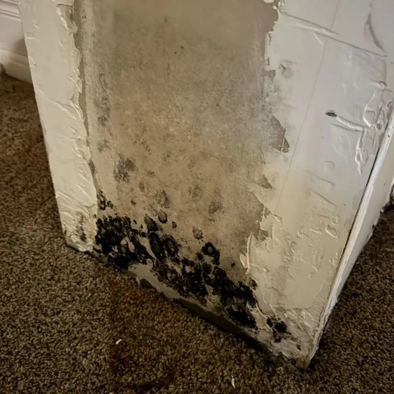 Professional Mold Removal in Willow Park, TX
